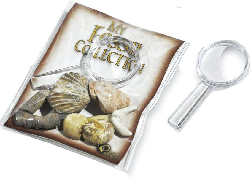 Fossil Collection with Magnifier