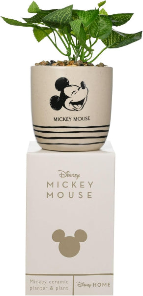Ceramic planter with a plant on a box labeled 'Disney Mickey Mouse' on a white background