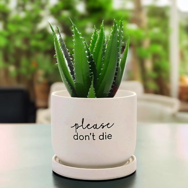 Potted plant with a humorous message on a blurred background