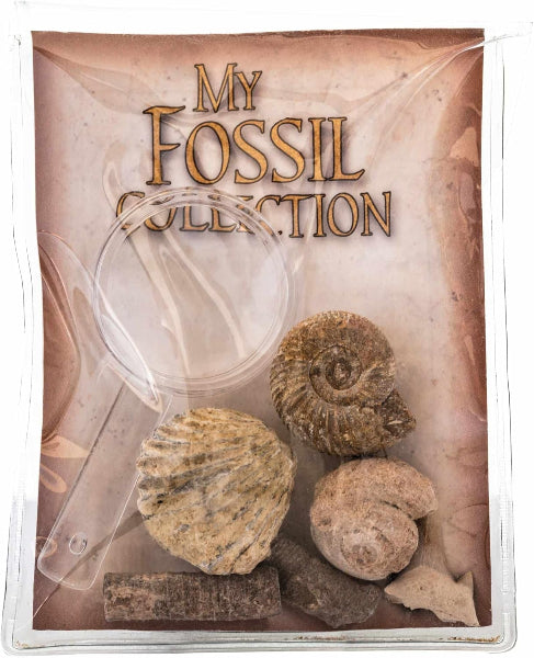 Fossil Collection with Magnifier