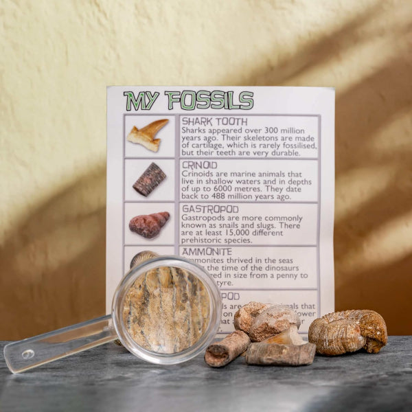Fossil Collection with Magnifier
