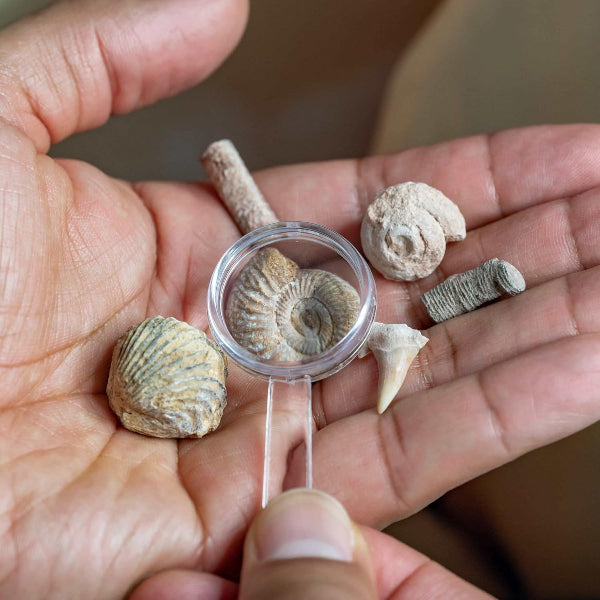 Fossil Collection with Magnifier