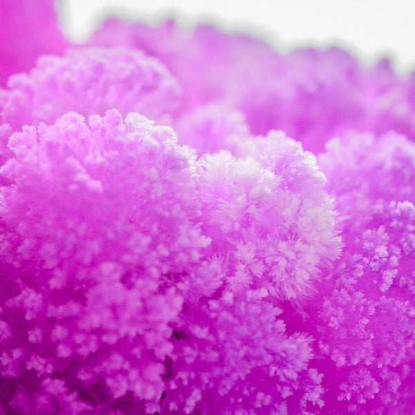Close-up of pink fluffy material