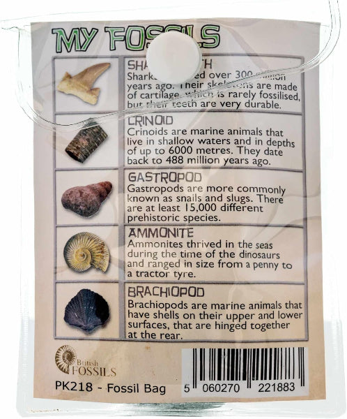 Fossil Collection with Magnifier