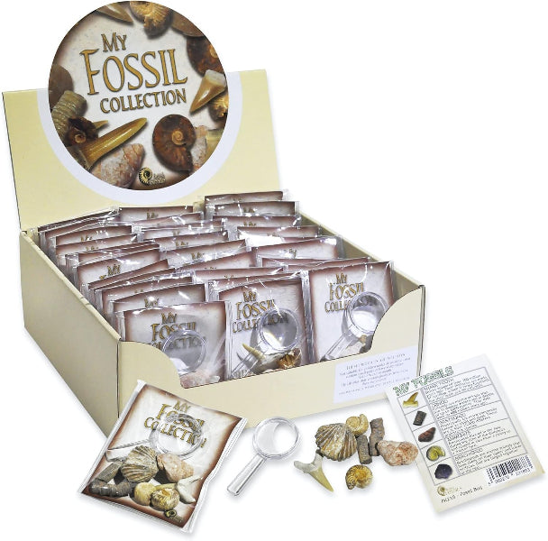 Fossil Collection with Magnifier