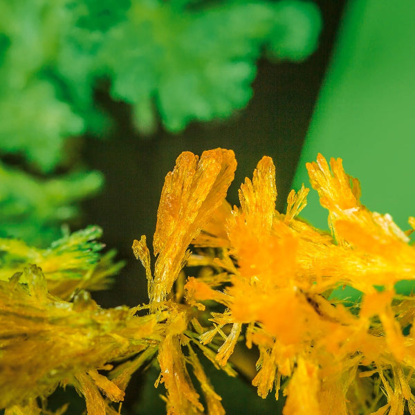 Close-up of yellowish-orange plant structure with green leaves in the background