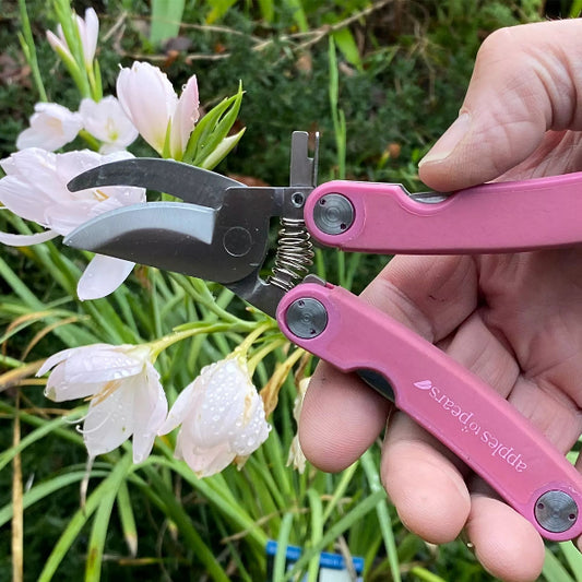 Person using pink garden shears on white flowers with greenery in the background