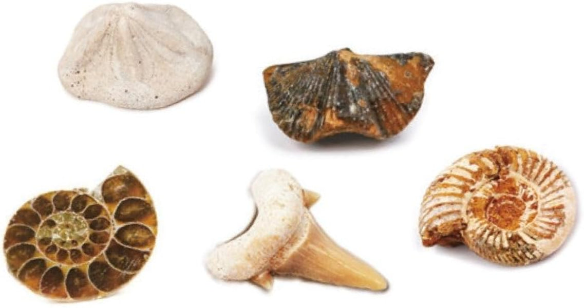 Five different types of ammonite fossils on a white background