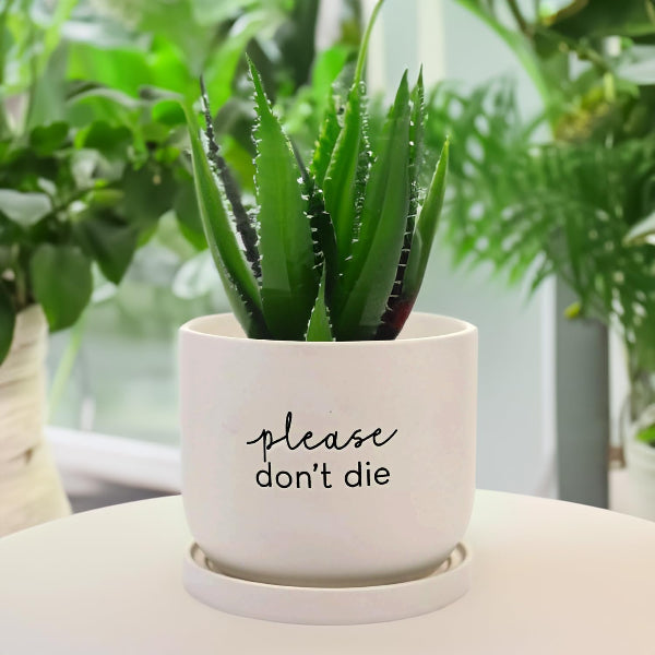 Potted plant with a humorous label 'please don't die' on a white surface.