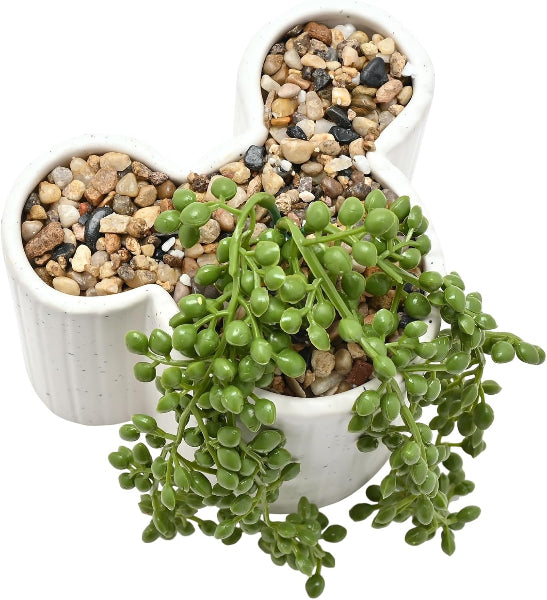 Green succulent plant in a white pot with decorative pebbles on a white background